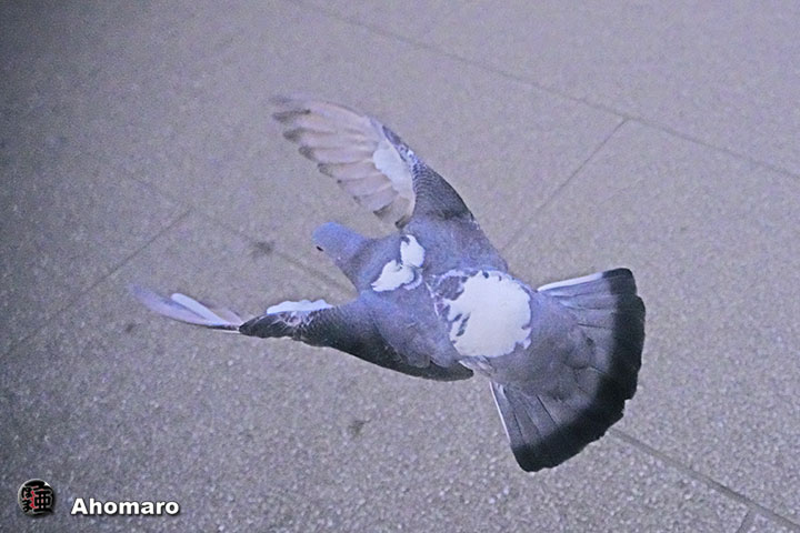 ʐ^00