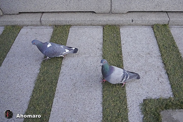 ʐ^00