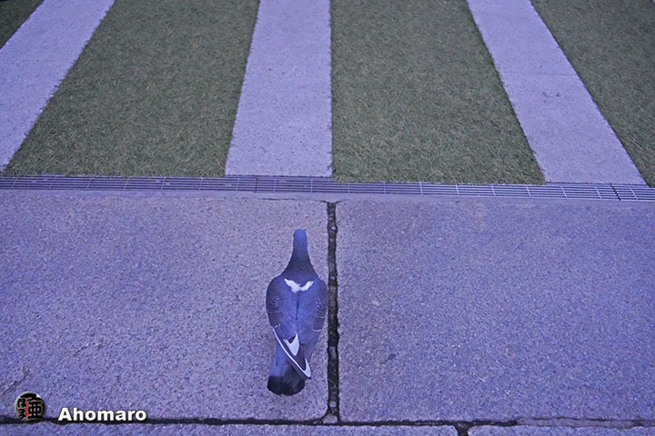 ʐ^00