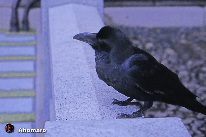 ʐ^00