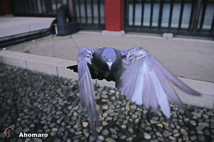 ʐ^00