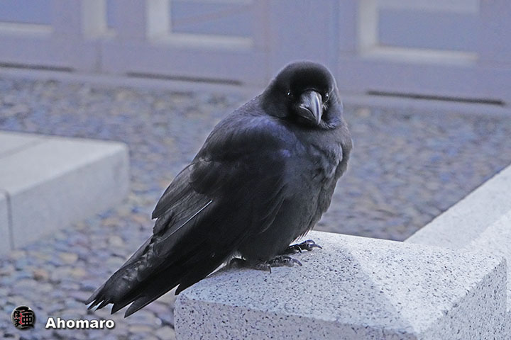 ʐ^00