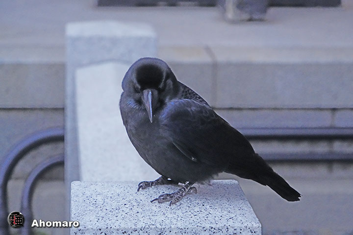 ʐ^00