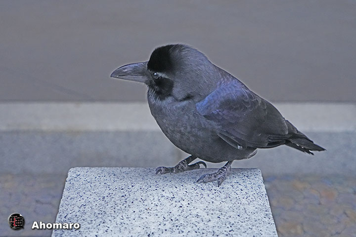 ʐ^00
