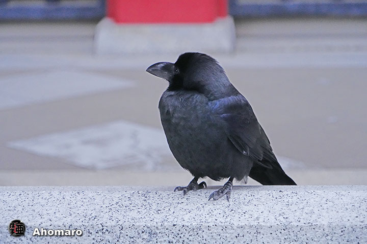 ʐ^00