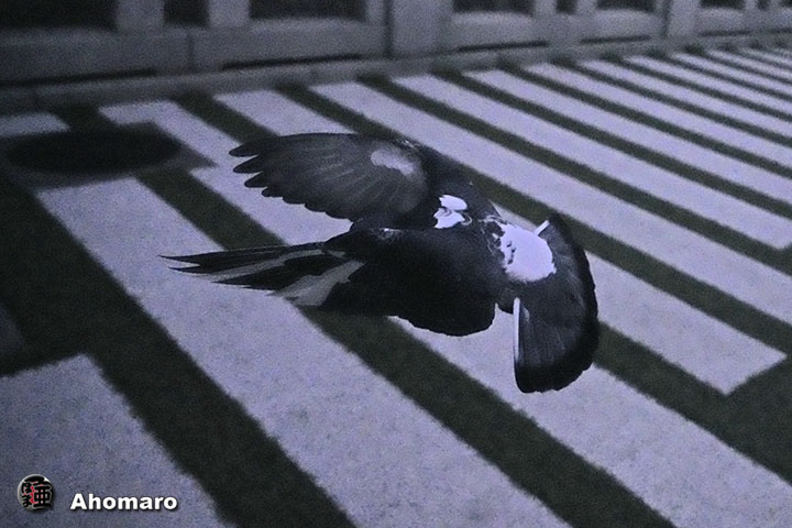 ʐ^00