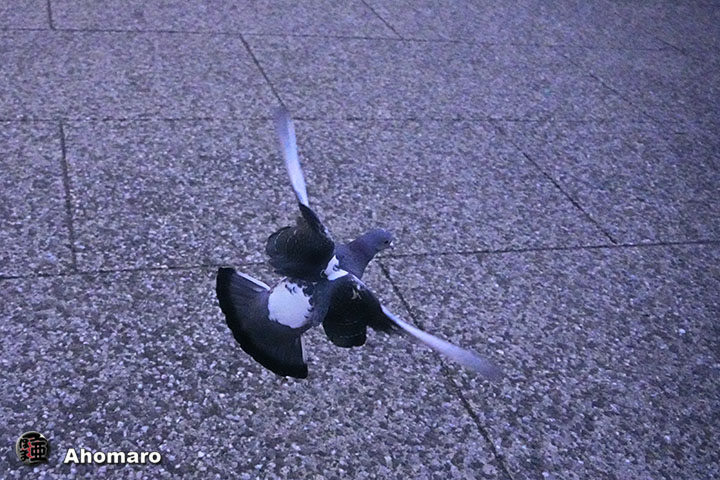 ʐ^00