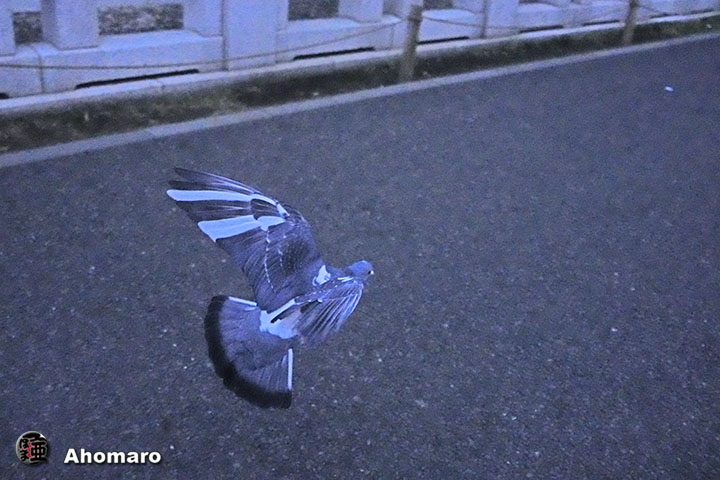 ʐ^00