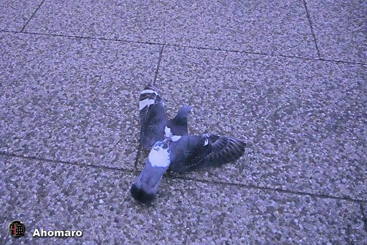 ʐ^00
