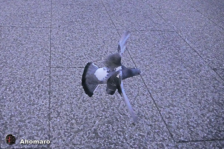 ʐ^00