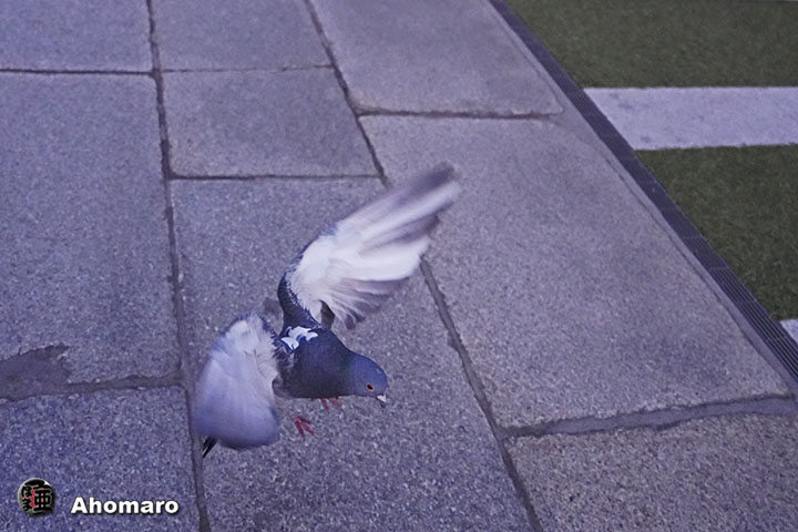 ʐ^00