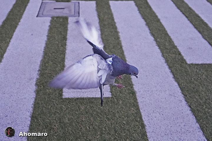 ʐ^00