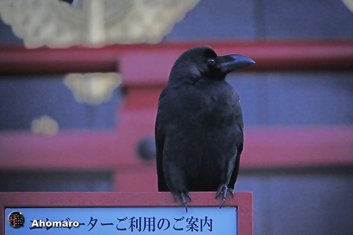 ʐ^00