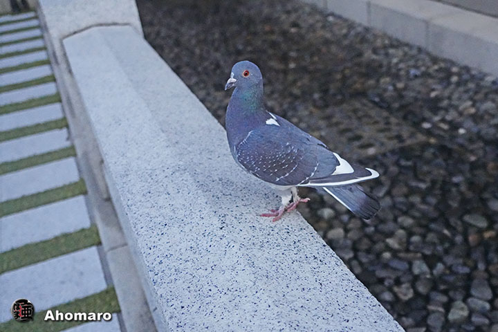 ʐ^00