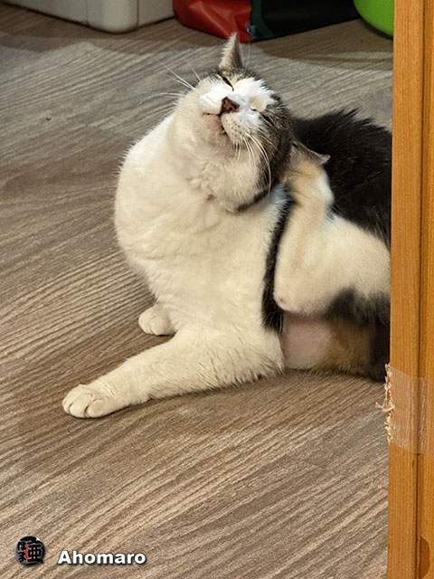 ʐ^00