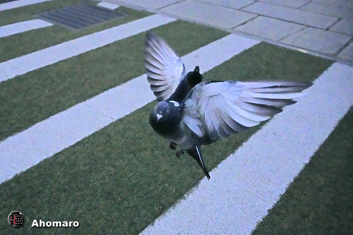 ʐ^00
