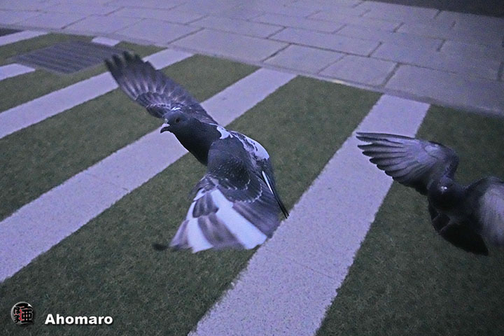 ʐ^00