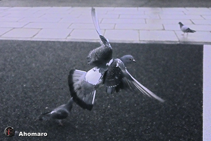 ʐ^00