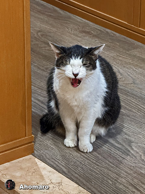 ʐ^00