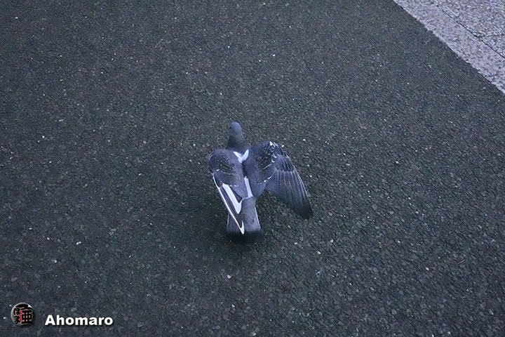 ʐ^00