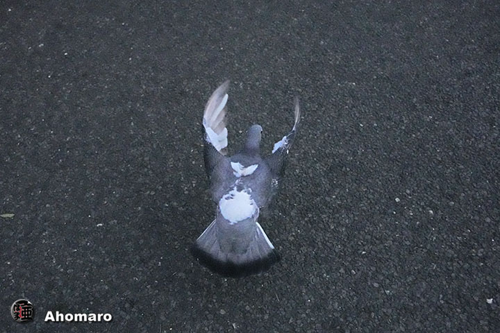 ʐ^00