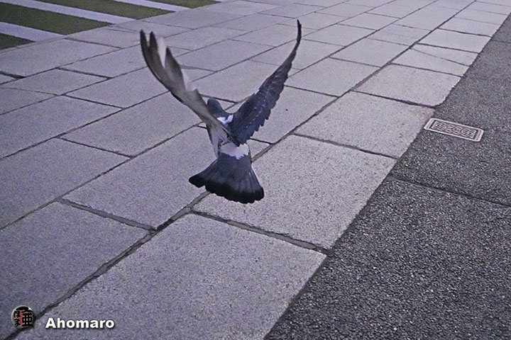 ʐ^00