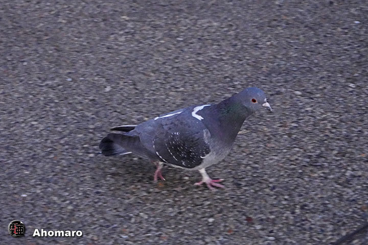 ʐ^00