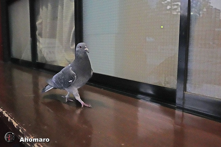 ʐ^00