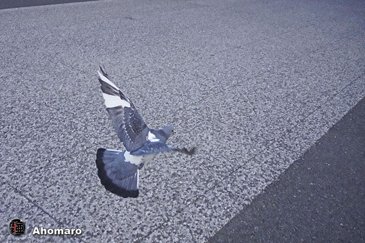 ʐ^00