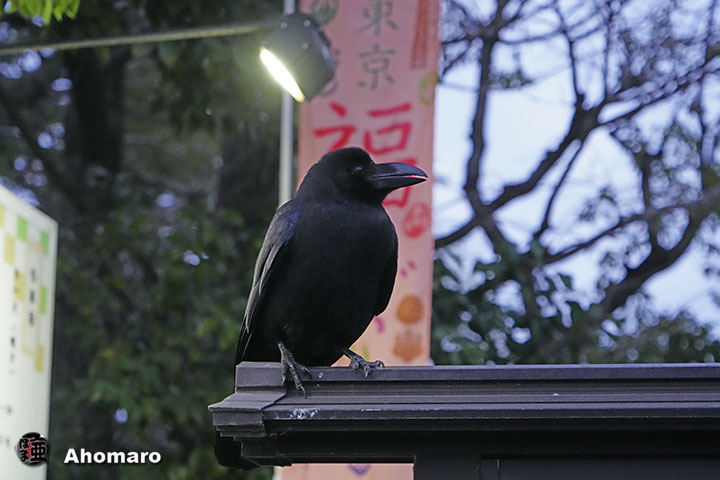 ʐ^00
