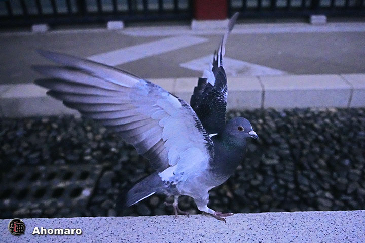 ʐ^00