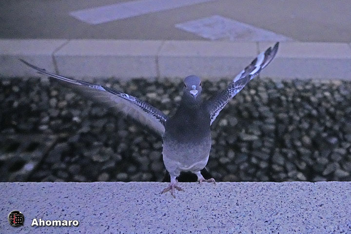 ʐ^00