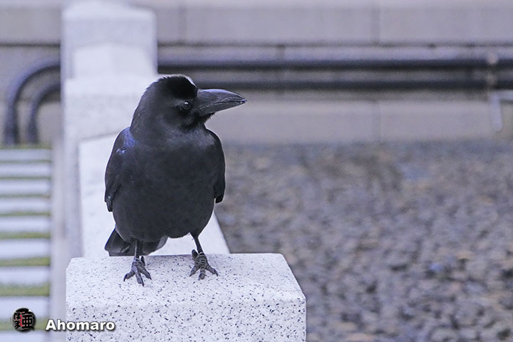 ʐ^00