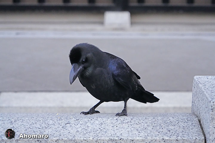 ʐ^00