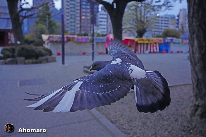 ʐ^00