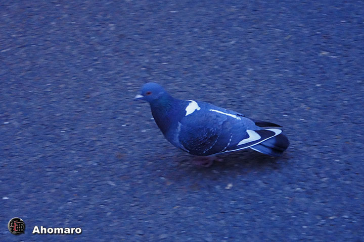 ʐ^00