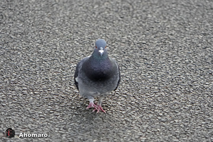 ʐ^00