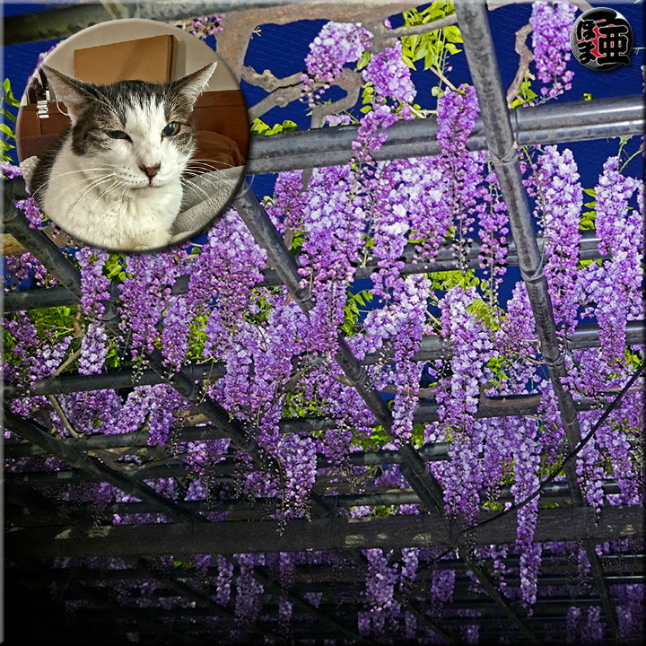 Lʐ^