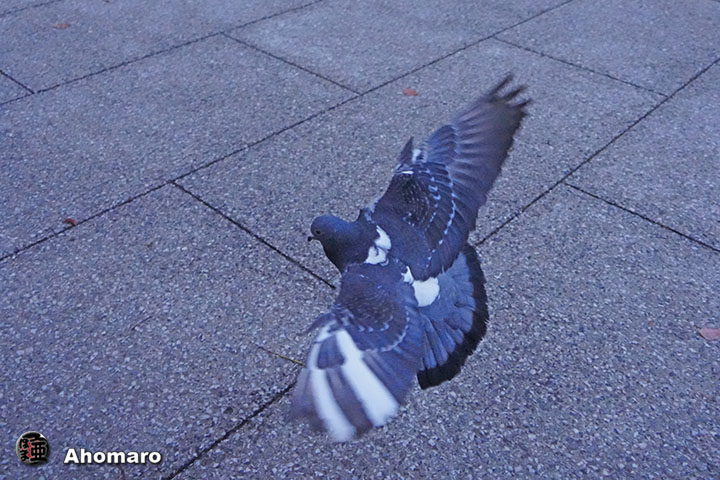 ʐ^00