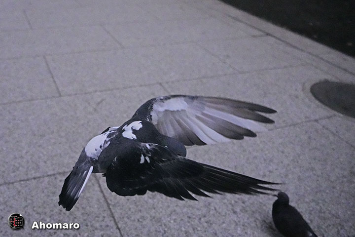 ʐ^00