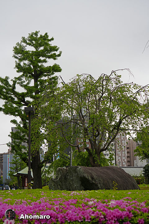 写真00