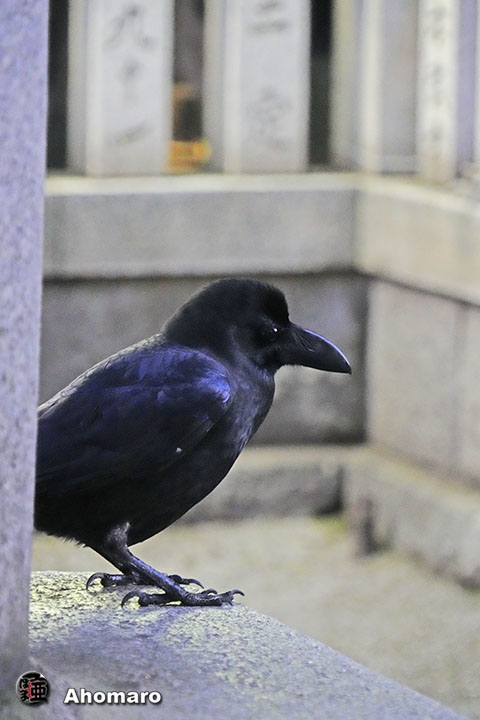 ʐ^00