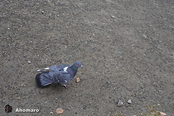 ʐ^00