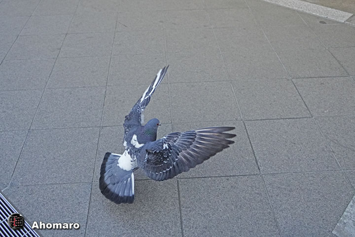 ʐ^00