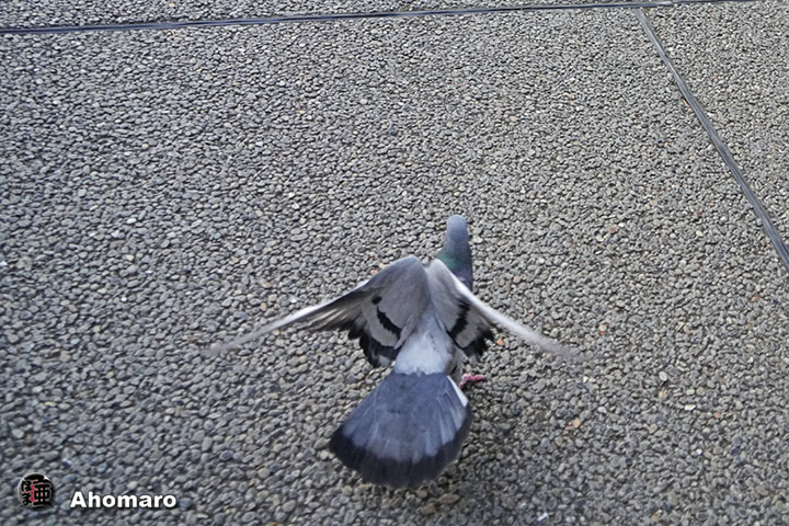 ʐ^00