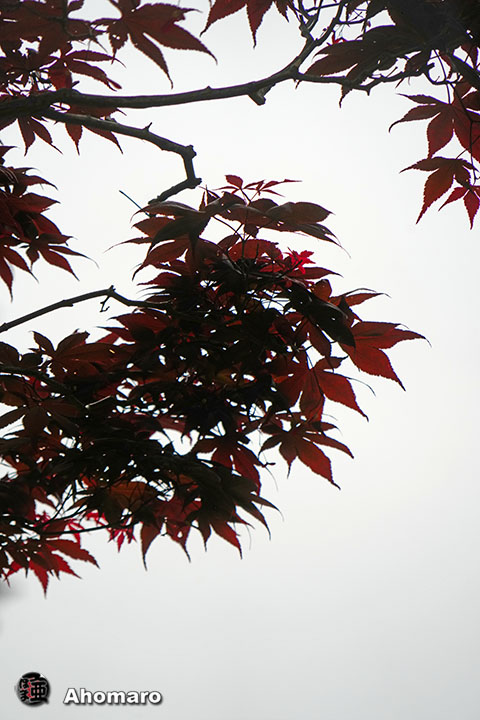 写真00