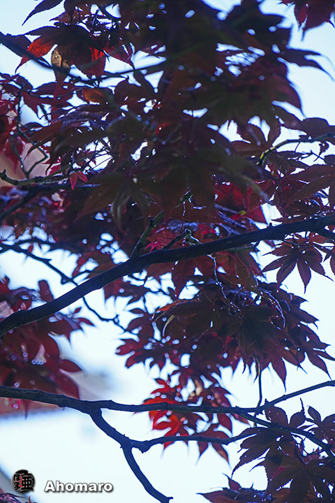 写真00