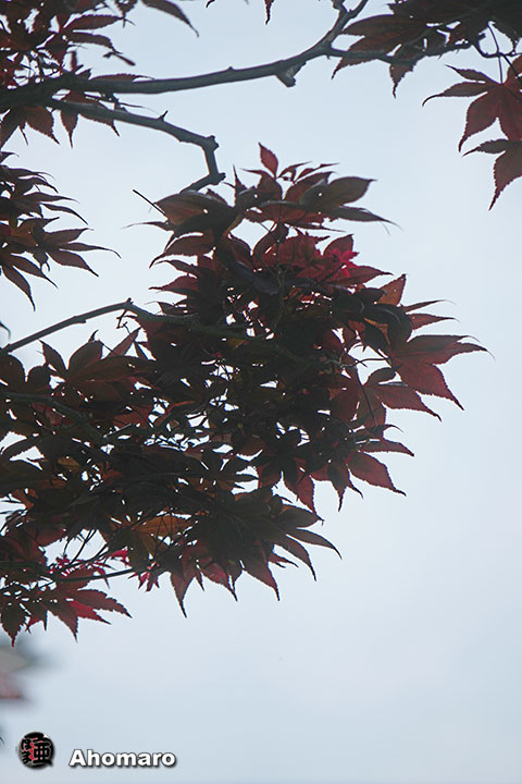 写真00