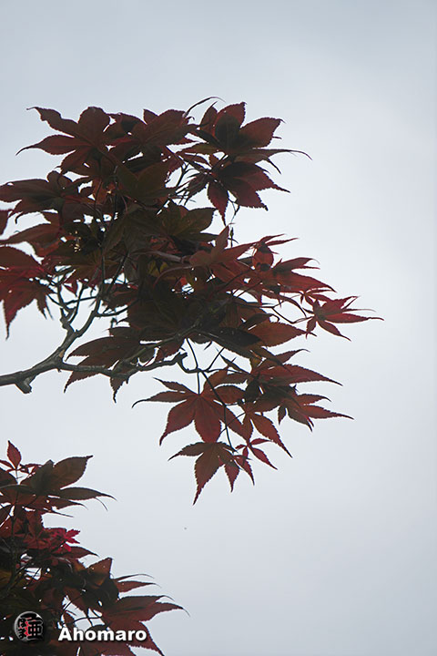 写真00