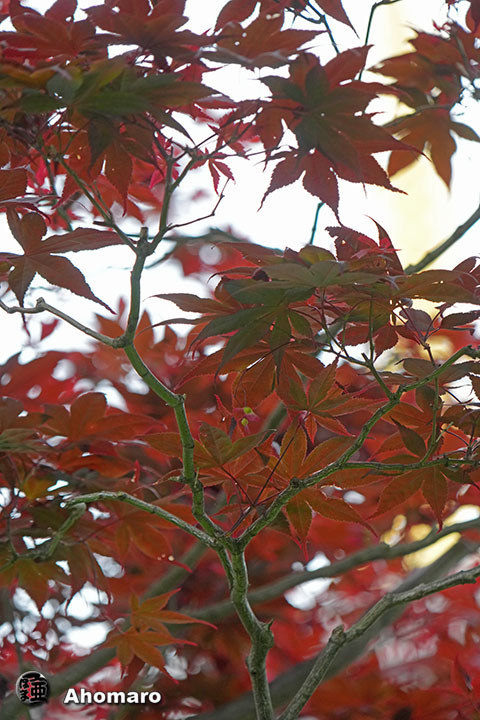 写真00
